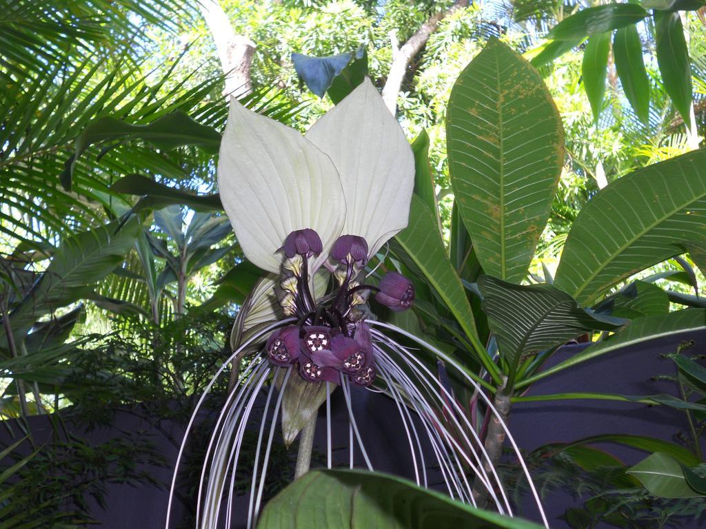 Noosa Gardens Riverside Resort Noosaville Kültér fotó